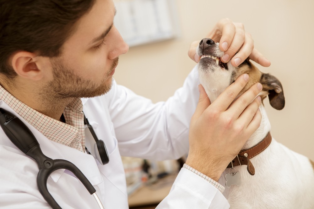 DENTAL cornwall animal hospital