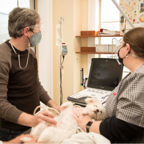 Veterinarian performing a routine wellness exam on a pet at Cornwall Animal Hospital in Oakville