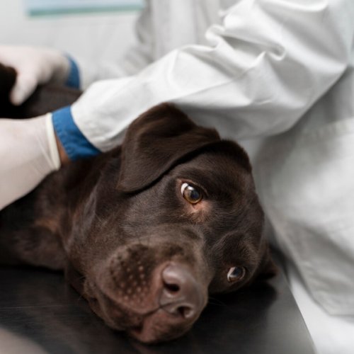Veterinarian performing orthopedic surgery to repair a dog's leg fracture at Cornwall Animal Hospital in Oakville