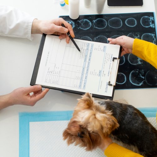 Veterinarian conducting a thorough 30-minute exam and consultation with a pet at Cornwall Animal Hospital