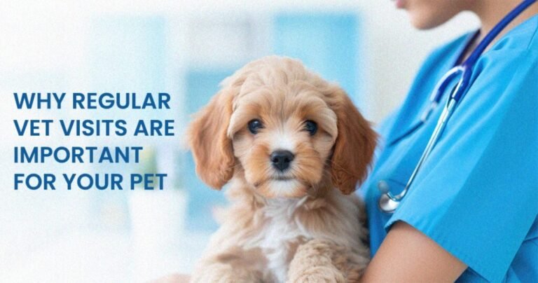 Why Regular Vet Visits Are Important For Your Pet