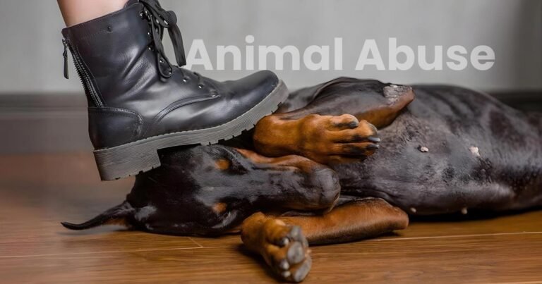 Animal Abuse