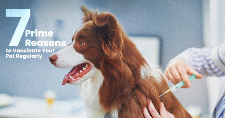 7 Prime Reasons to Vaccinate Your Pet Regularly